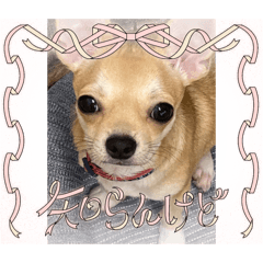 [LINEスタンプ] 犬の癒しと笑いのスタンプ