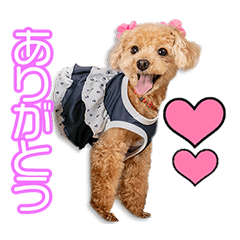 [LINEスタンプ] 菊川家のあずきちゃん