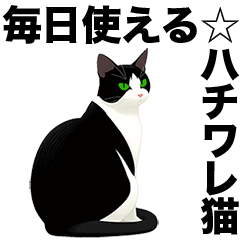 [LINEスタンプ] ハチワレ猫☆毎日スタンプ