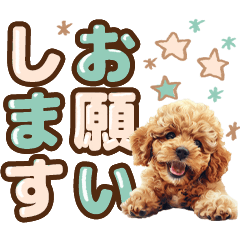 [LINEスタンプ] 【敬語】トイプードルの大きめ文字スタンプの画像（メイン）