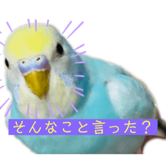 [LINEスタンプ] セキセイインコ ポン酢のスタンプ