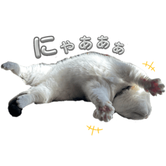 [LINEスタンプ] マンチカンのおにぎり