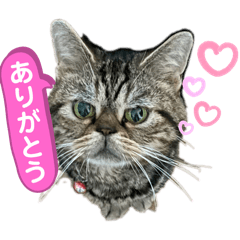 [LINEスタンプ] ブチャ猫ジジぃのひとりごと