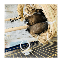 [LINEスタンプ] 鳥っぽい生き物