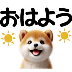 [LINEスタンプ] 柴犬♡デカ文字スタンプ