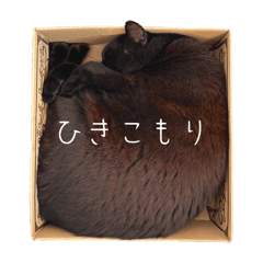 [LINEスタンプ] うちねこズ2