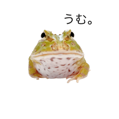 [LINEスタンプ] シンプルなベルツノガエル