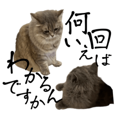 [LINEスタンプ] 猫のチェブラーシカ7 withボム