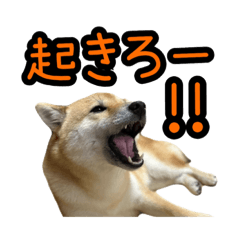 [LINEスタンプ] 柴すずスタンぷぅ4