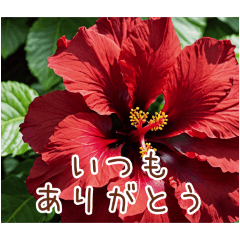 [LINEスタンプ] *お花で伝える気持ち*