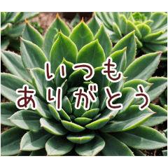 [LINEスタンプ] 癒やしの多肉植物