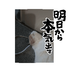 [LINEスタンプ] ○○家のにゃんこ③