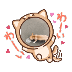 [LINEスタンプ] チワワお遊びアニメーションスタンプ