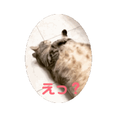 [LINEスタンプ] 動く！愛され小島メイちゃん