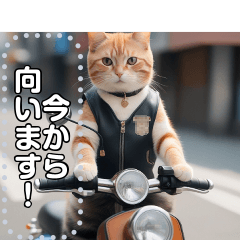 [LINEスタンプ] 【待ち合わせに便利】バイク猫ちゃんの画像（メイン）