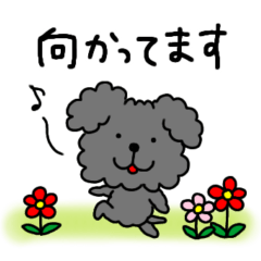 [LINEスタンプ] トイプードル 待ち合わせスタンプ