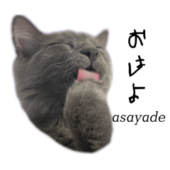 [LINEスタンプ] 人間みたいなネコの
