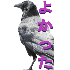 [LINEスタンプ] カラスから2-2-BIG