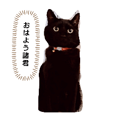 [LINEスタンプ] 愛猫をスタンプにしました。