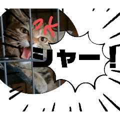 [LINEスタンプ] まるっと！猫かわスタンプ！〜ナナP☆〜