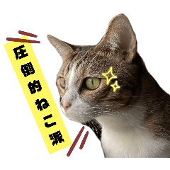 [LINEスタンプ] 猫のトラコと唐揚げわんこ