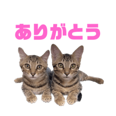 [LINEスタンプ] あずき＆きなこスタンプ