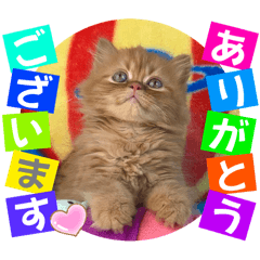 [LINEスタンプ] ねこまーち オンリーワンプリンセス