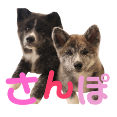 [LINEスタンプ] 秋田犬 サン＆カイ チワワ ばんび