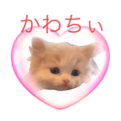 [LINEスタンプ] ミラちゃん⭐︎ラガマフィン子猫スタンプ