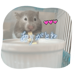 [LINEスタンプ] セーブルハムスターのエルモちゃん