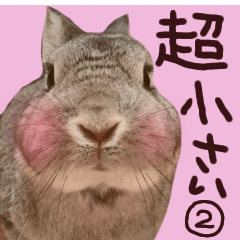 [LINEスタンプ] 【超小さい】かわいいうさこ写真スタンプ2