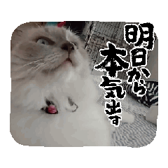 [LINEスタンプ] ラグドールと黒猫だにゃん