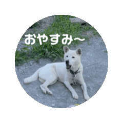 [LINEスタンプ] はっちゃんだお