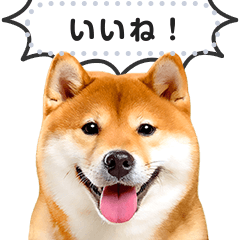 [LINEスタンプ] リアルな柴犬で挨拶しよっ！