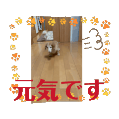 [LINEスタンプ] 動く愛犬の言葉 日常生活に使える言葉特集