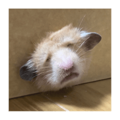 [LINEスタンプ] フガっとふがちゃん