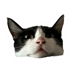 [LINEスタンプ] 川口家の猫