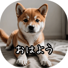 [LINEスタンプ] 日常で使う柴犬スタンプ！