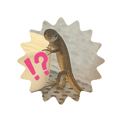 [LINEスタンプ] カナヘビのかなもち
