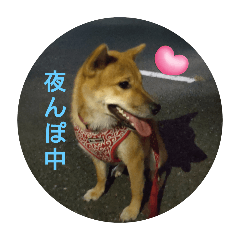 [LINEスタンプ] しば犬りんちゃん