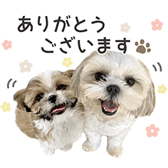 [LINEスタンプ] マルシーズーバロンと大福の日常スタンプ