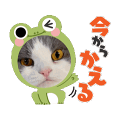 [LINEスタンプ] 動くピノ