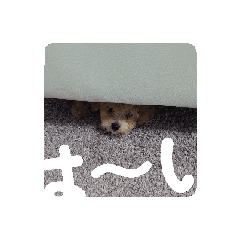 [LINEスタンプ] チリ強めパンチ❤レオン