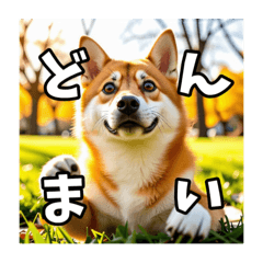 [LINEスタンプ] 【柴犬】日常生活で使える柴犬スタンプ