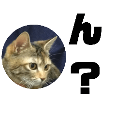 [LINEスタンプ] まるっと！猫かわスタンプ！キラキラナナP