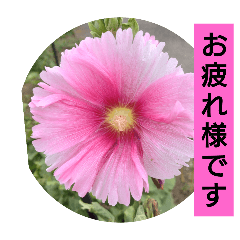 [LINEスタンプ] 花の実写毎日よく使う言葉