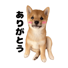 [LINEスタンプ] チョコちゃんのいる生活