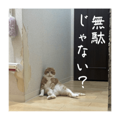 [LINEスタンプ] うちのねこはいつもこう2