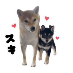 [LINEスタンプ] ももちとここちの日常の画像（メイン）