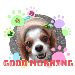 [LINEスタンプ] キャバリア クル ④